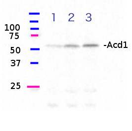western blot using anti-Acd1 antibodies